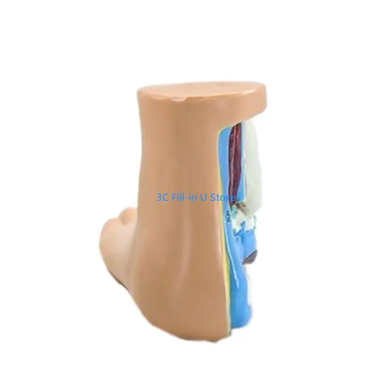 G8TA Foot Anatomical Model, Including Bones, Muscles, Ligaments, Human Foot Anatomy Model Teaching Prop with Digital Signs