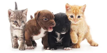 4 pack cat bowls