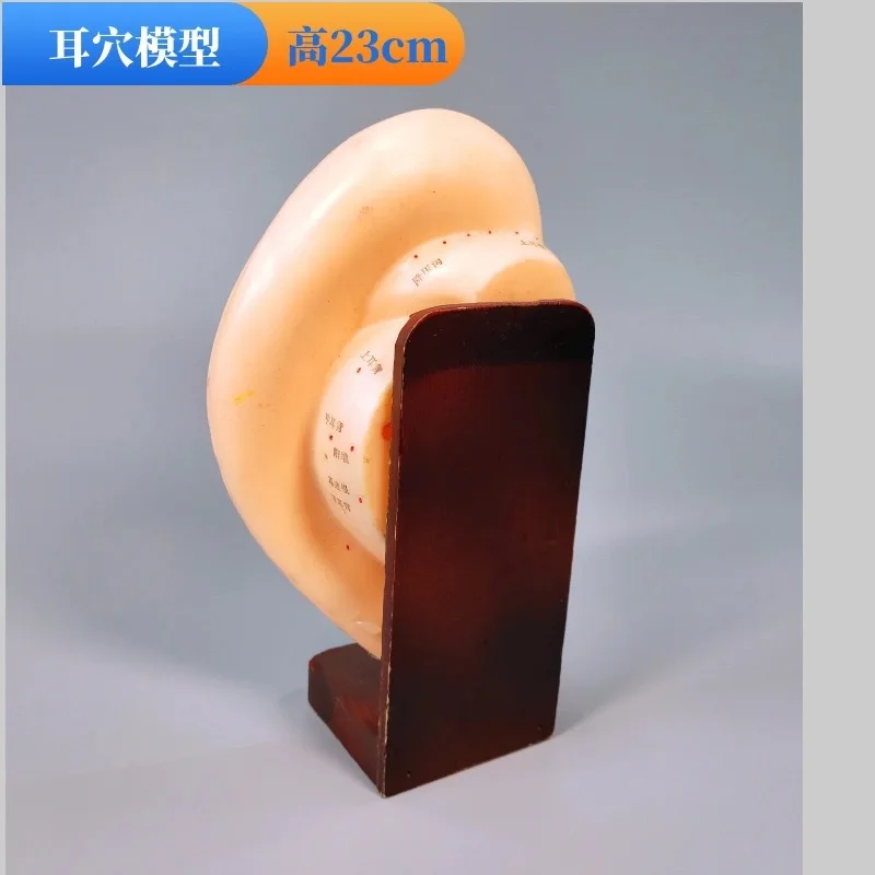 Engraved ear acupoint model - massage, acupuncture, and reflexology learning tool - large right ear auricle
