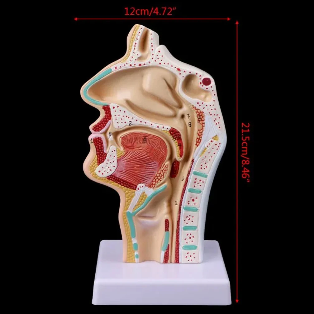 Adult Human Anatomical Nasal Cavity Throat Skull Anatomy Medical Props Model Teaching Tools Kit Modeling School Supplies Newest