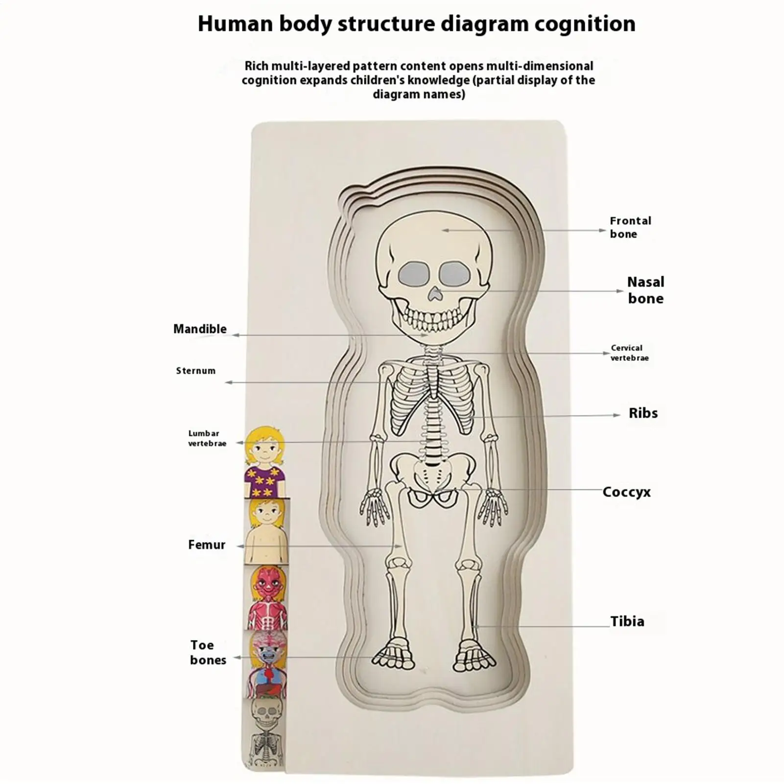 Lichaamspuzzels voor peuters Houten puzzels van het menselijk lichaam voor peuters Thuis Educatief School Anatomie Leerspel voor kleuters Jongens Meisjes