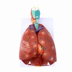 Natural Human Throat Thyroid Lungs Heart Model Respiratory System Lungs Visceral Anatomy High Simulation Degree