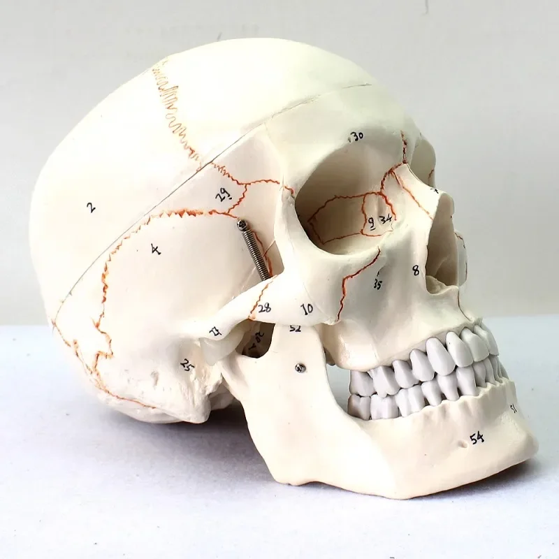 Life Size 3 Part Human Skull Anatomy Head Anatomical Medical teaching Model with Removable Cap Moving Jaw Hand-Painted Skeleton