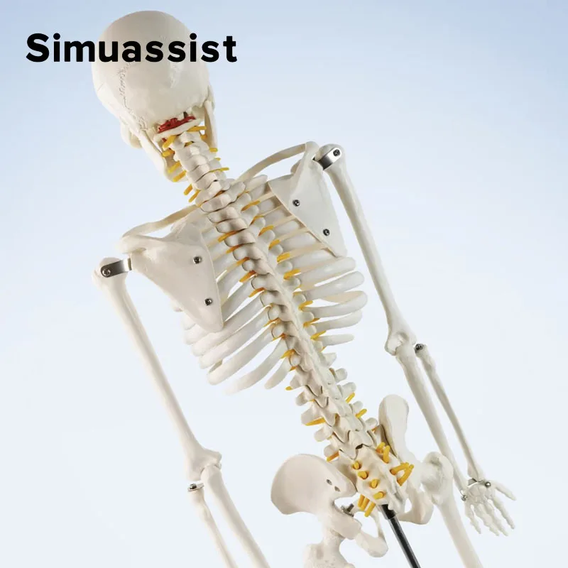 85CM Human Skeleton Model 85cm White Bone Include Nerve Root Full Body Plastic Anatomical Medical Model Teaching Resource