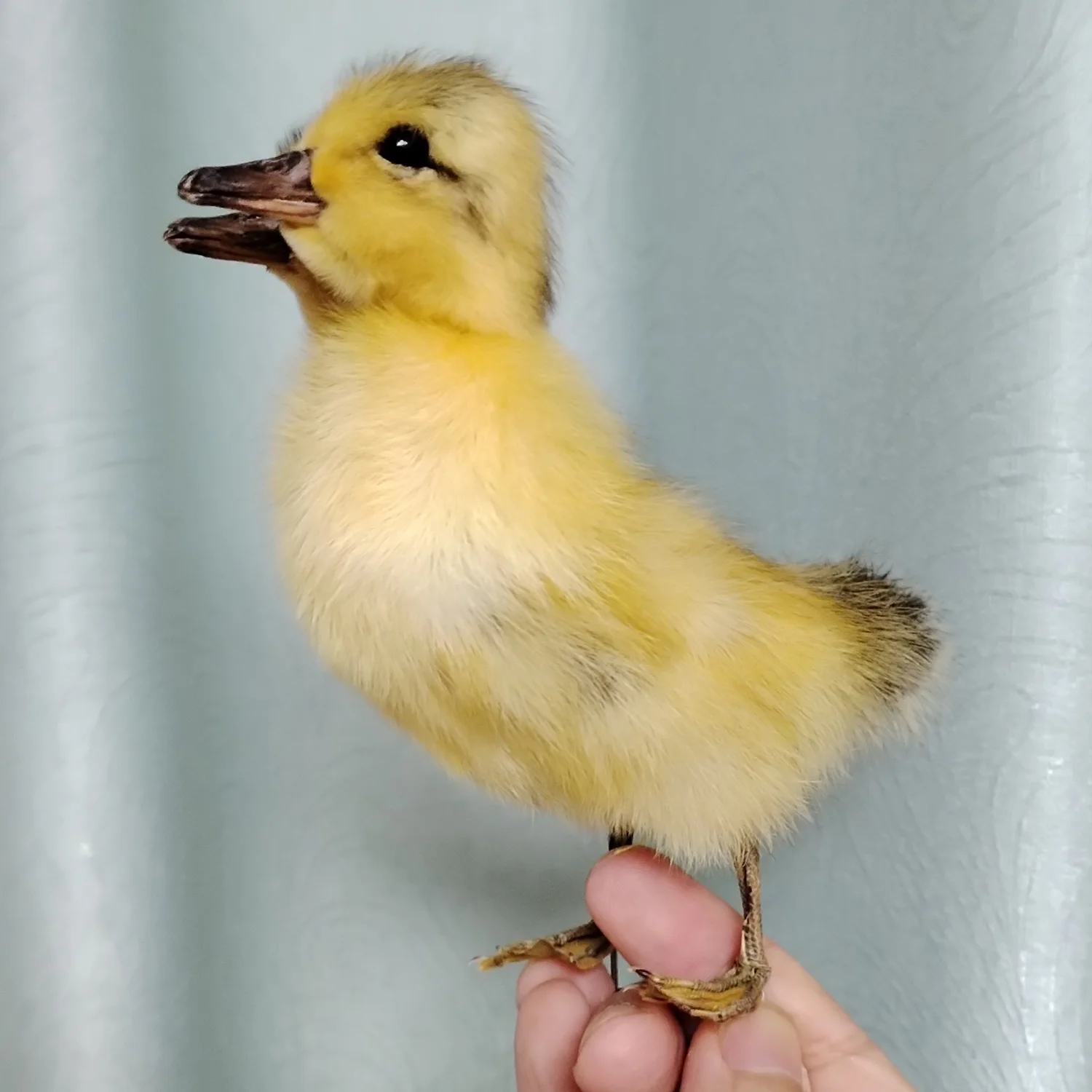 Eurasian Duck Taxidermy Stuffed Duckling Birds Specimen Animals Home Decor- Perfect for Collecting, Teaching Special Gifts