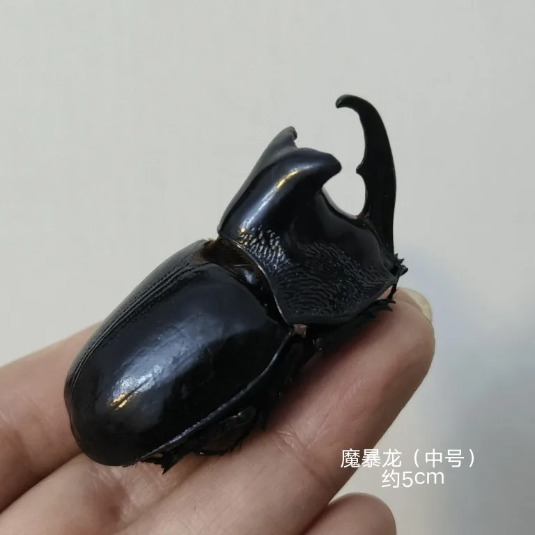 1PCS Real Insect Specimen Beetle Scarabaeidae Golden Turtle Insects Student Observation Teaching Handicraft Collection Gift