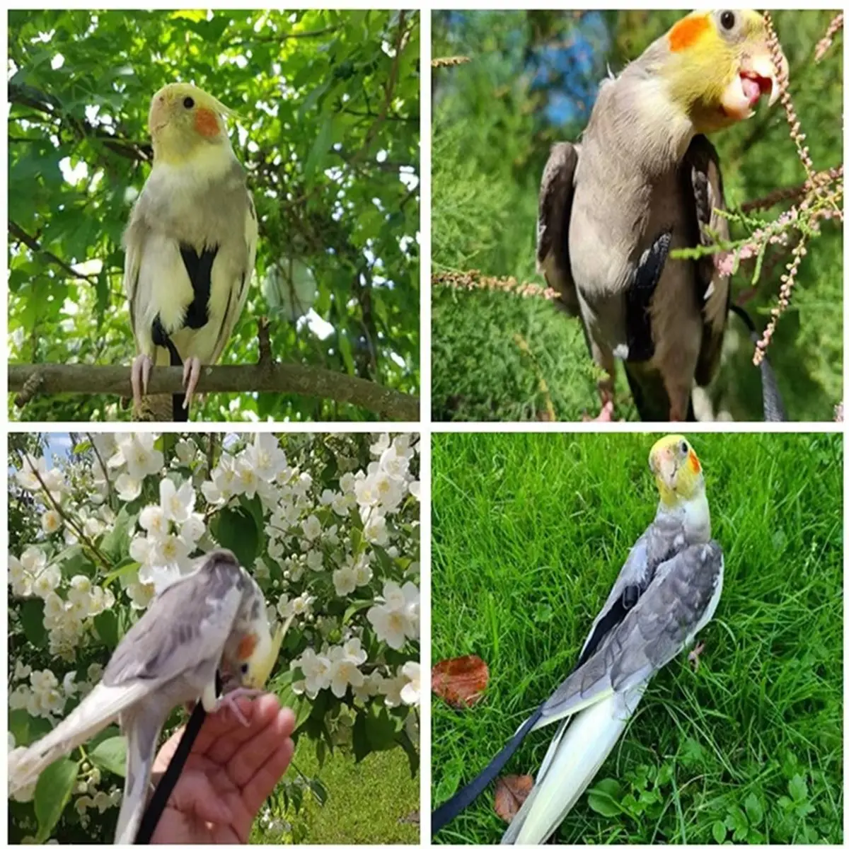 PROMOTION~ Training Flying Traction Rope Anti-Bite Training Rope Bird Parrot Flying Rope Parrot Harness Bird Harness Leash C