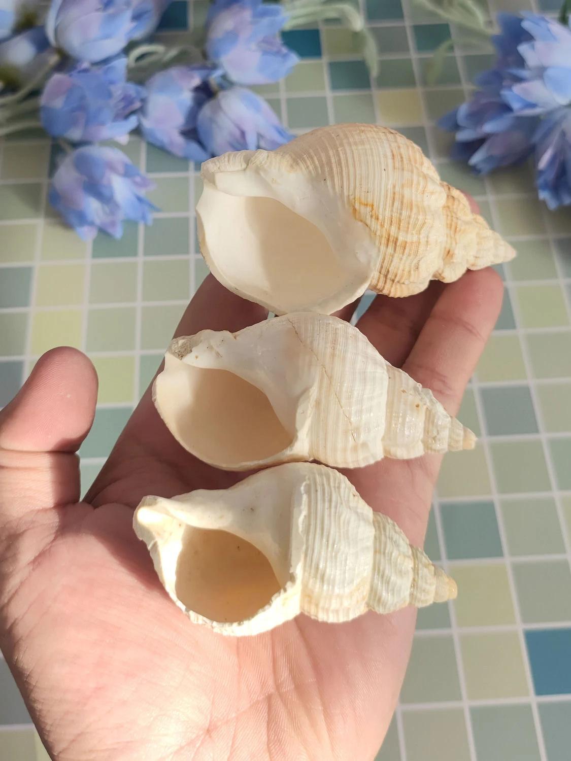 L Sea Snail Ell Dec…