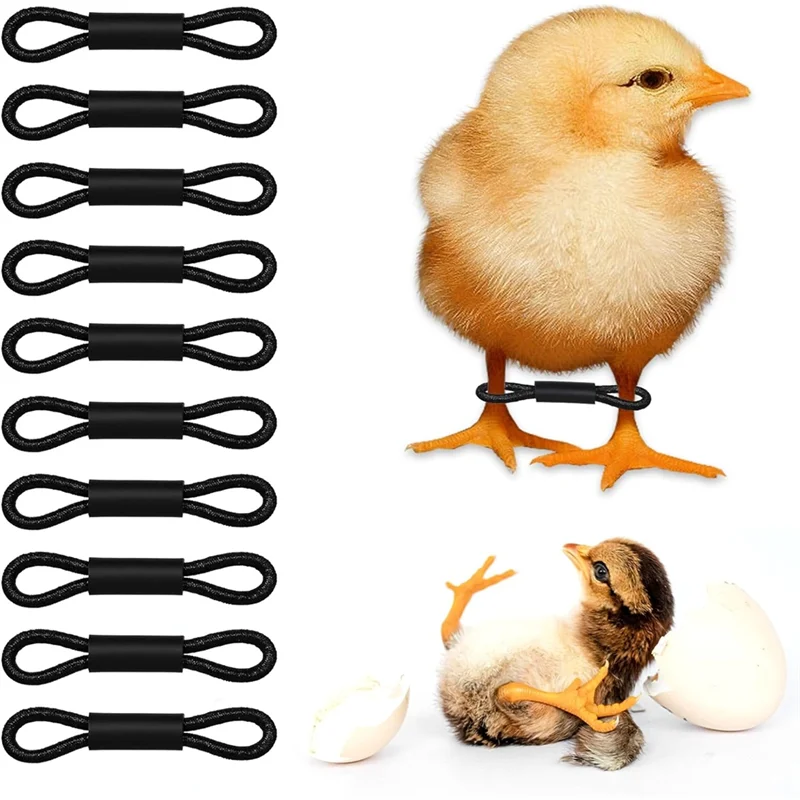 ABJN-150Pcs الطفل الدجاج Splay الساق Hobble هدفين الطفل الفرخ لوازم أدوات العناية بالدواجن