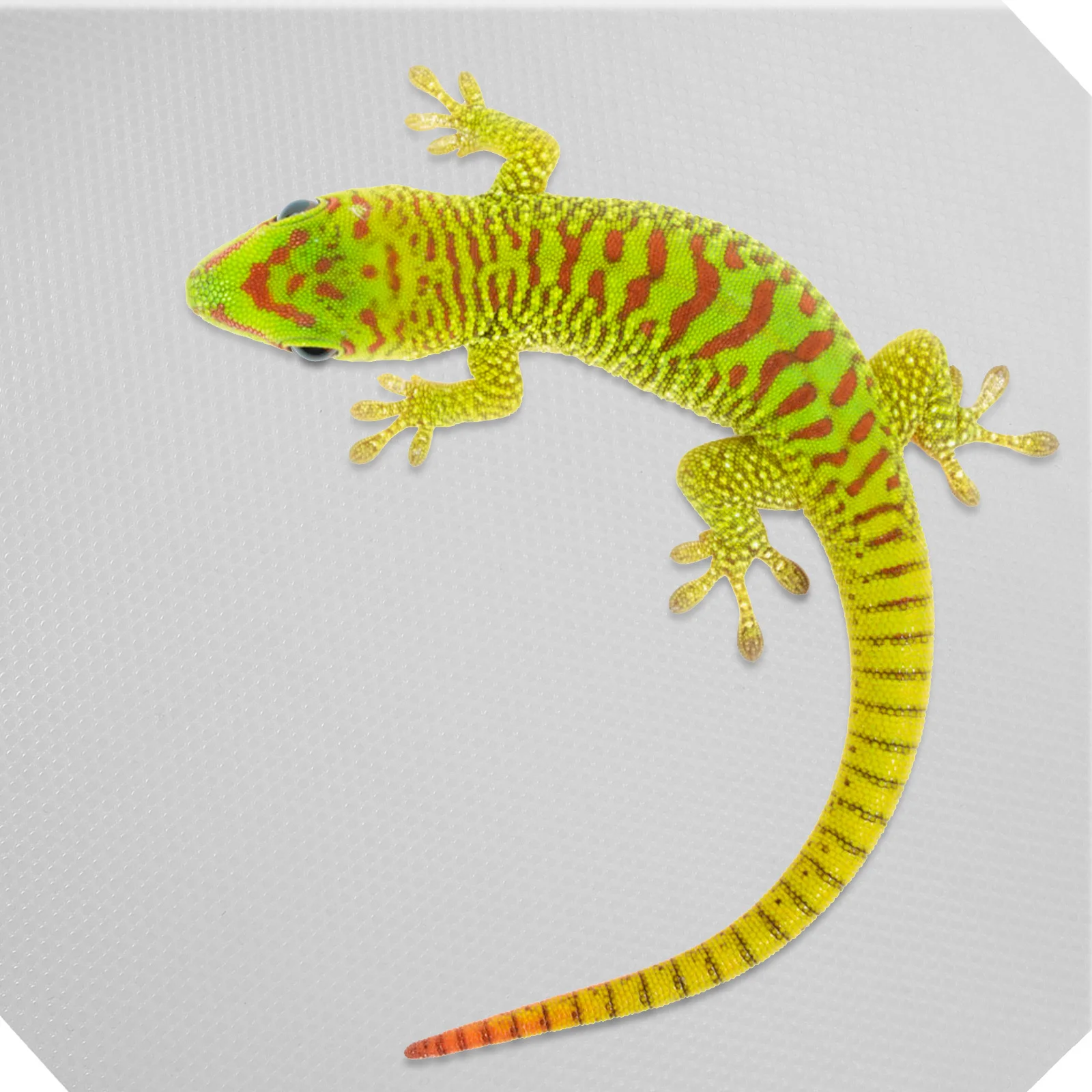 

200X45Cm Reptile Carpet Eva Mat For Turtle Lizard Gecko Terrarium Substrate Bearded Dragon Snake Tortoise Cage Accessories