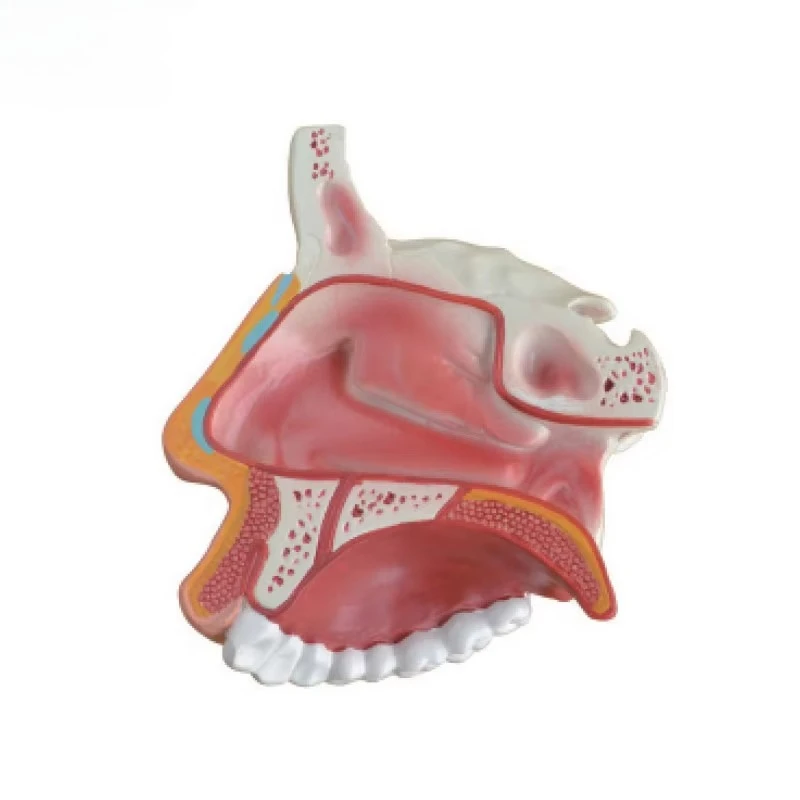 High Quality Medical Teaching Anatomy Human Nose Nasal Cavity Model