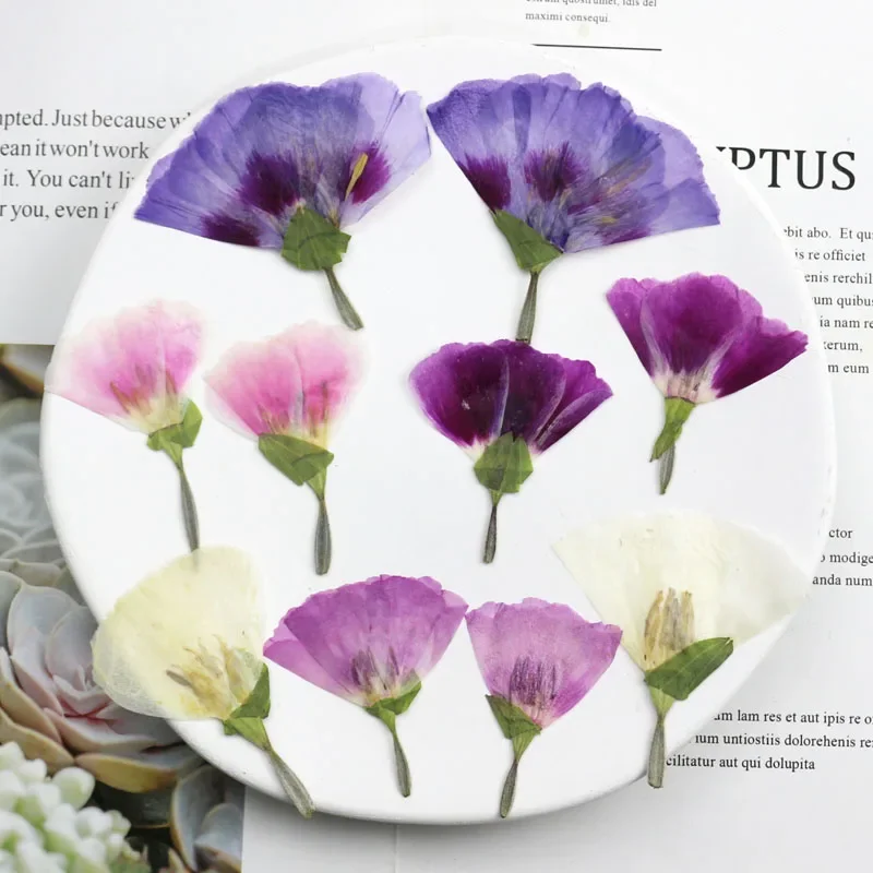 40pcs 3-6cm Side Pressed Dried Godetia Dress Flowers Plants Herbarium For Jewelry Postcard Phone Case Photo Frame Craft DIY