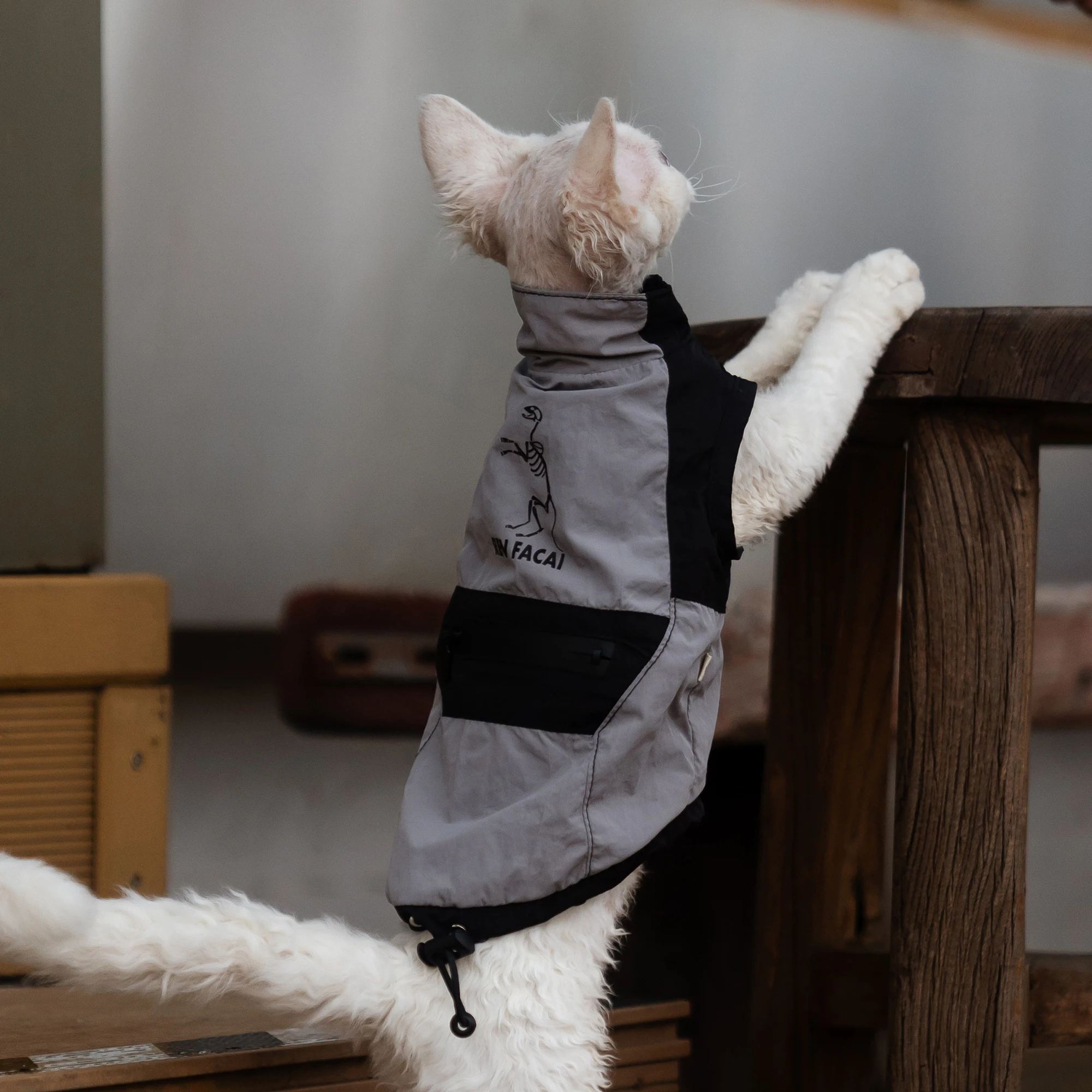 Fashion Outdoor Jacket for Sphynx Cat 2 Legged Grey Short Sleeves for Devon Waterproof Coat for Kittens interchange Jacket