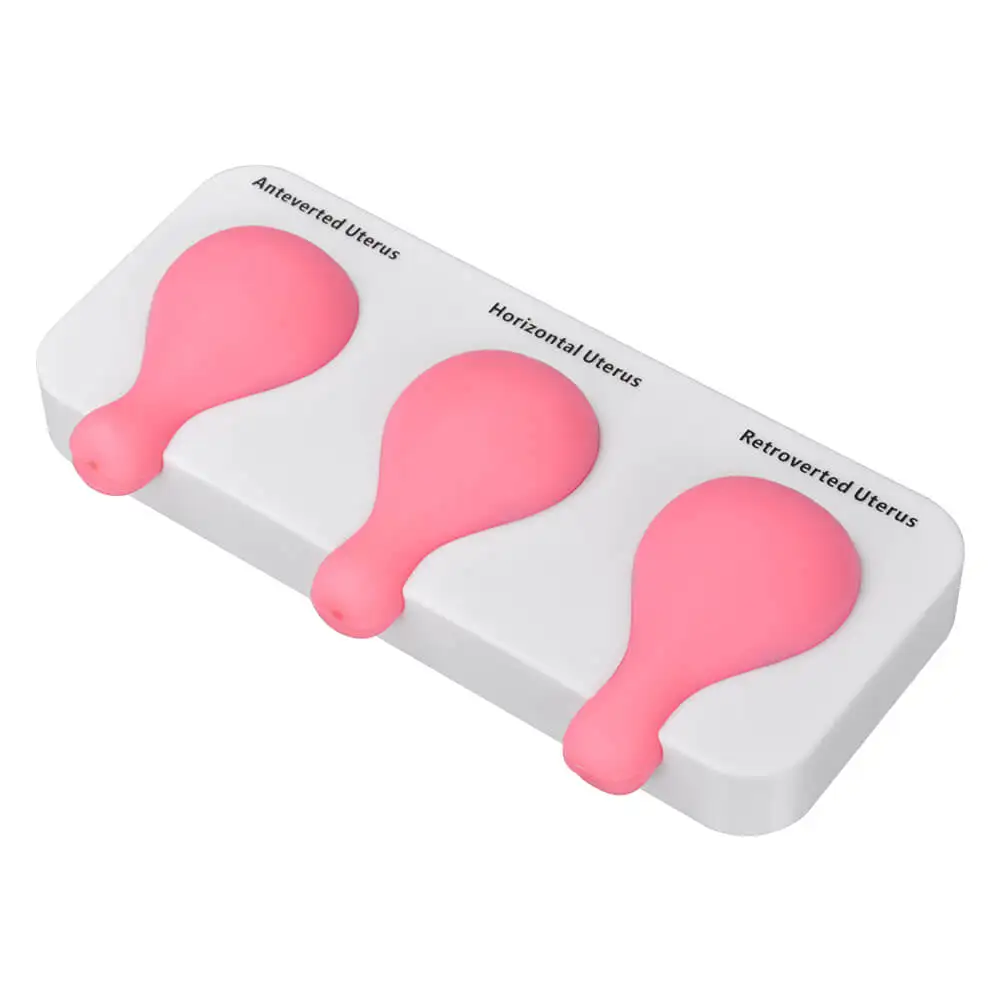 Dilatation and Curettage (D&C) Uterus Simulator