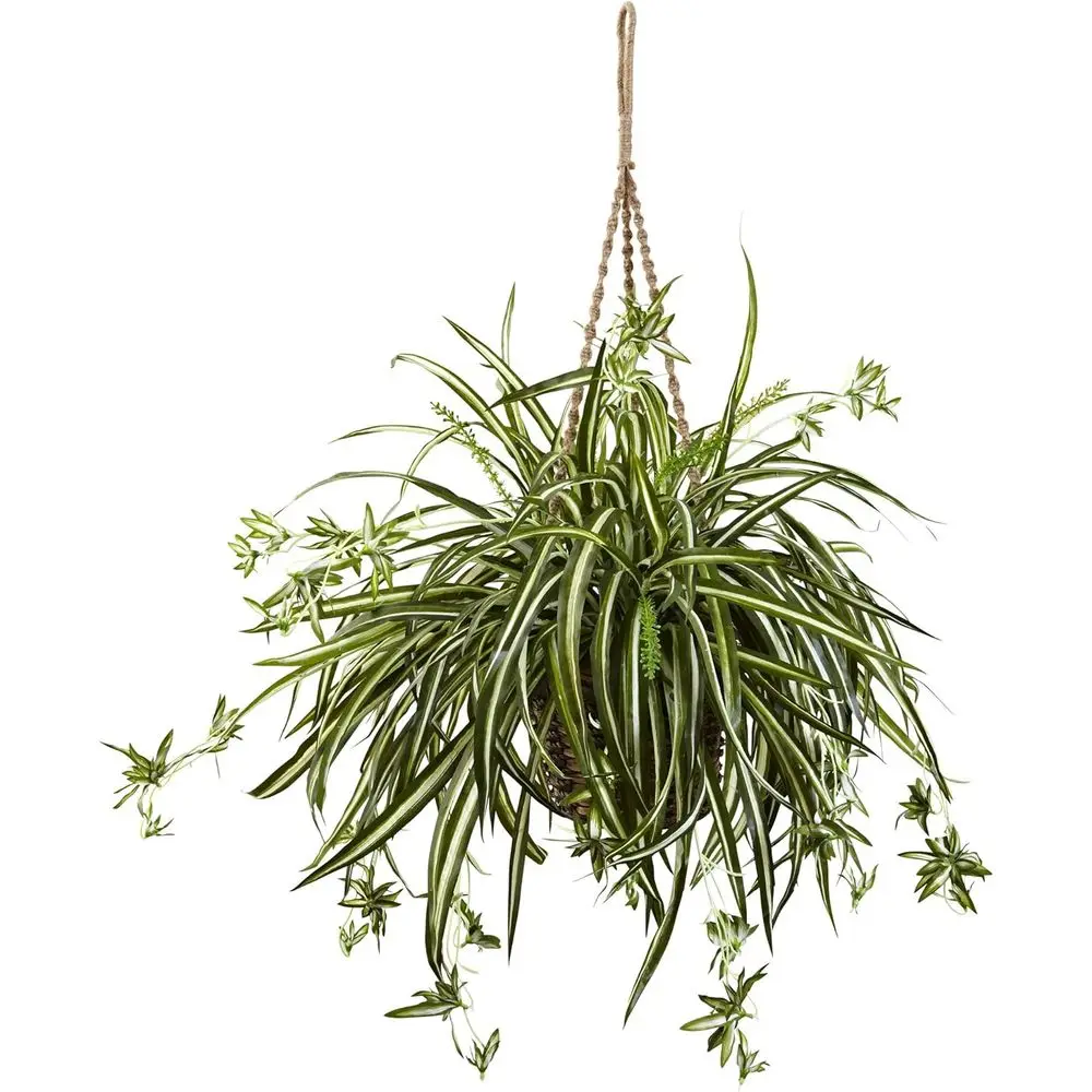 

Decorative Hanging Planter for Indoor and Outdoor Use