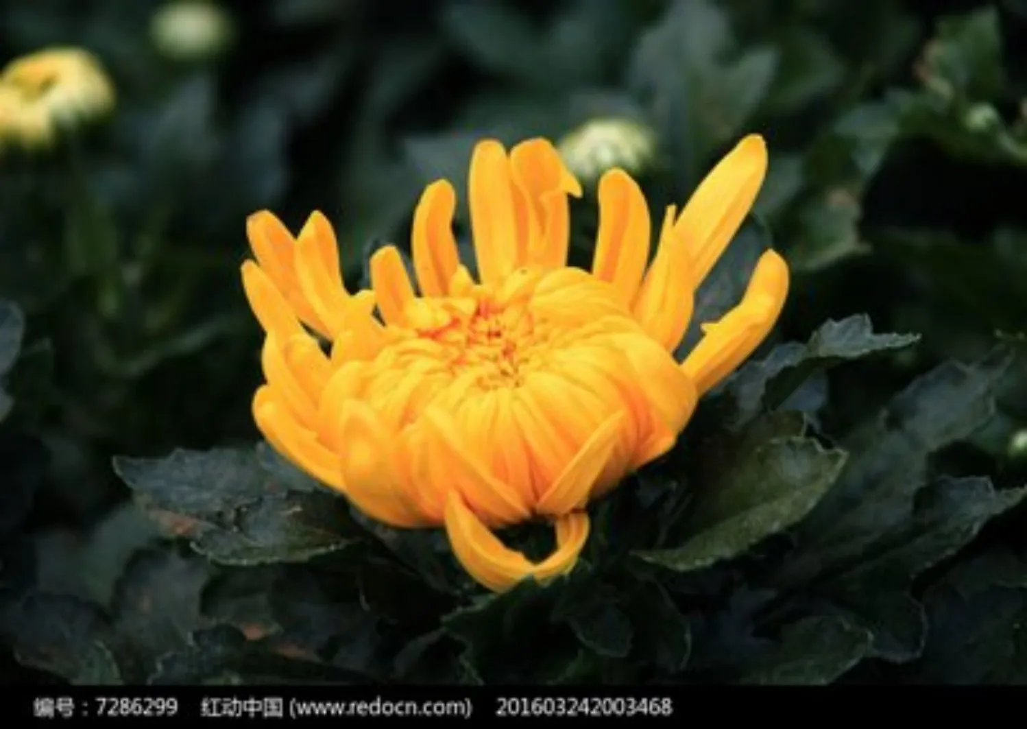 300388-Romantic Floral Hand Paint By Numbers Home Decoration Art