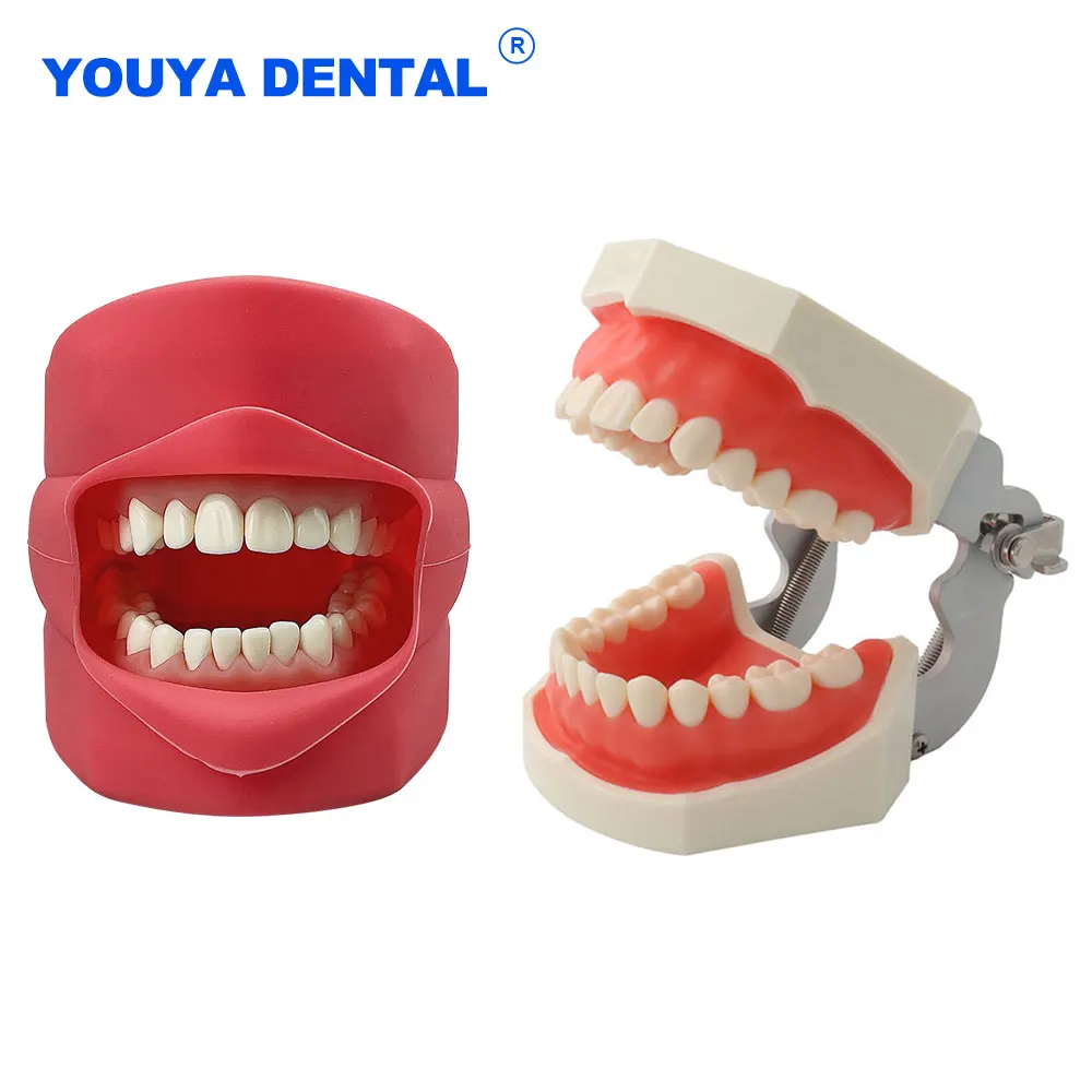 

Dental Model Training Typodont Resin Teeth For Dental Technician Practice Gum Teaching Standard Jaw Model Dentistry Equipment