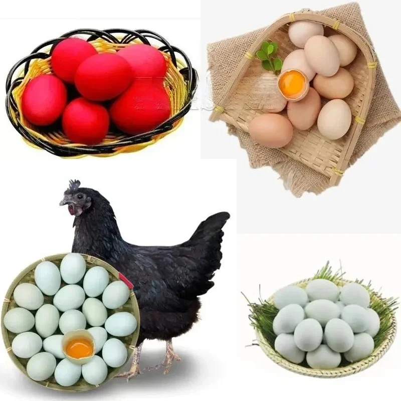 آلة تنظيف بيض الأوز، آلة غسل بيض الدجاج، آلة غسل بيض البط، صف واحد