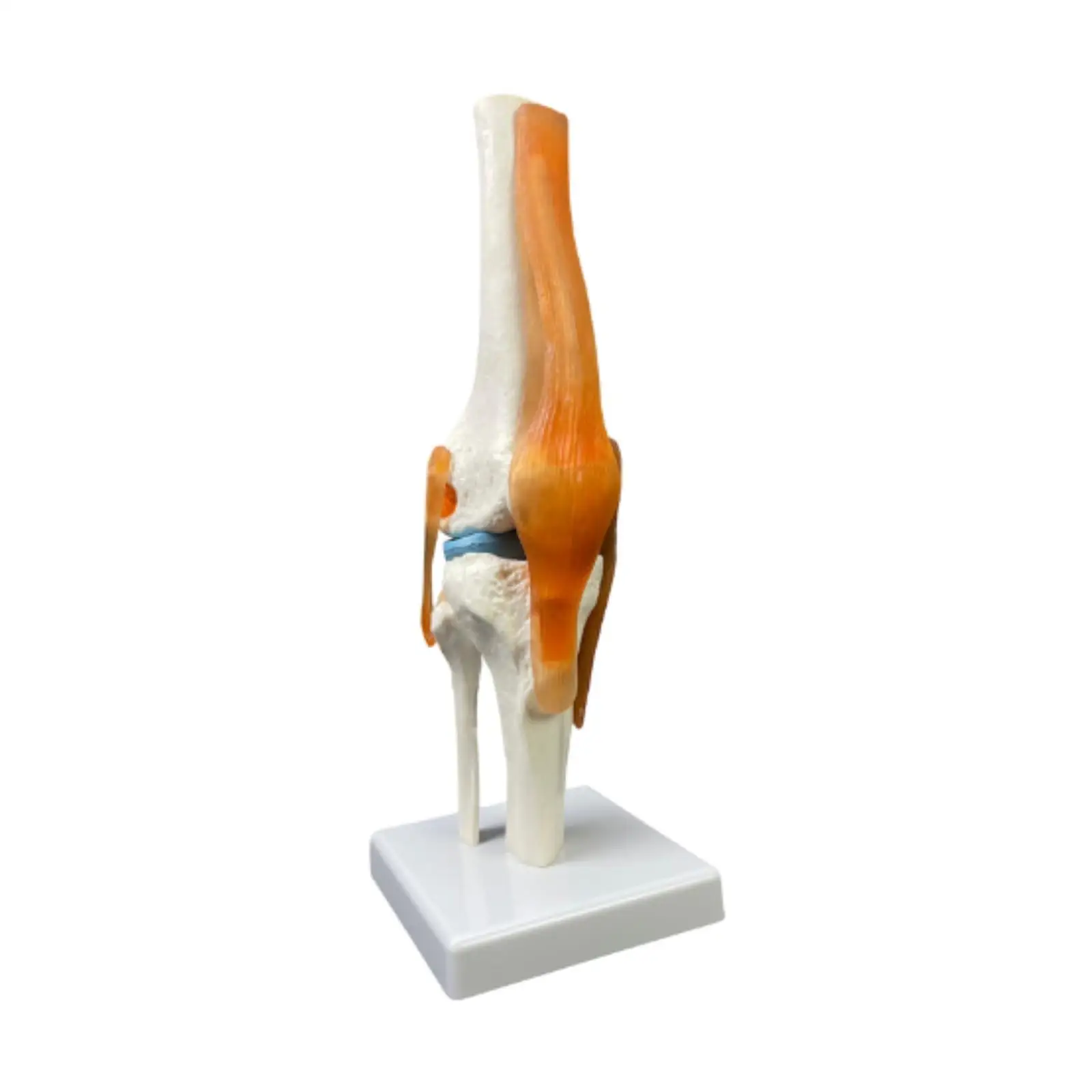 Human Knee Joint Model Intuitive Displays Movement 1:1 Scientific Life Size