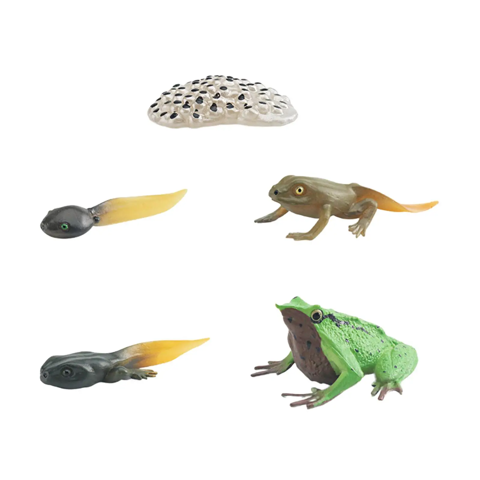 Frog Growth Cycle Realistic Cake Toppers Biology Model Teaching Tools Birthday Gifts Animal Life Growth Cycle Figure Educational