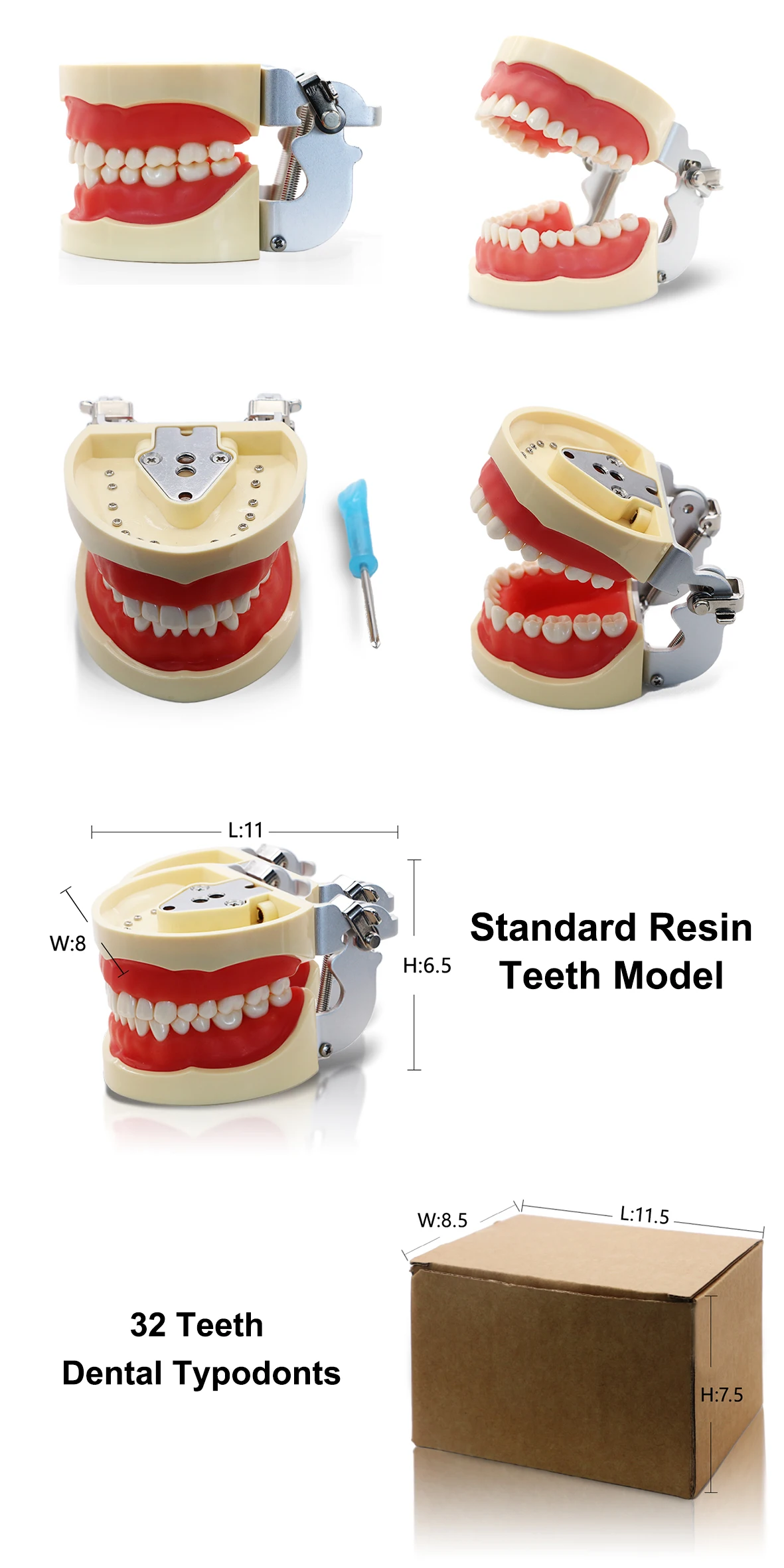 Yayida Advanced Detachable Dental Training Model With 32 Teeth Oral Cavity Teaching Model For Dentist Students Dental Practice
