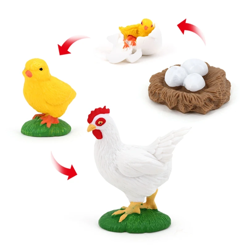 5 Sets Simulation Animals Life Growth Cycle Model,Poultry Statue Figures Toys Children Educational Cognitive Toys