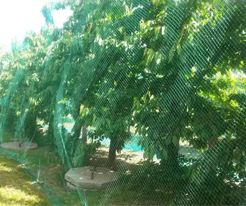 13Ft x 33Ft Anti Bird Netting Protection Mesh Garden Netting Seedlings Plants Flowers Fruit Trees Vegetables from Rodents Deer R