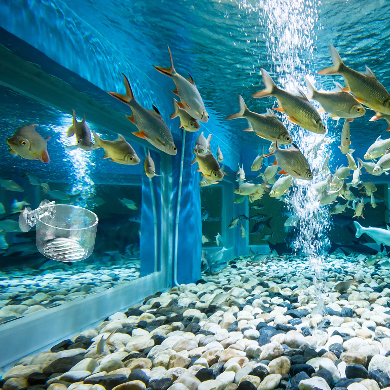 수족관용 아크릴 재질의 물고기 먹이통 2개 세트. 강력 - Fish Toy In Aquarium 리뷰 및 가격
