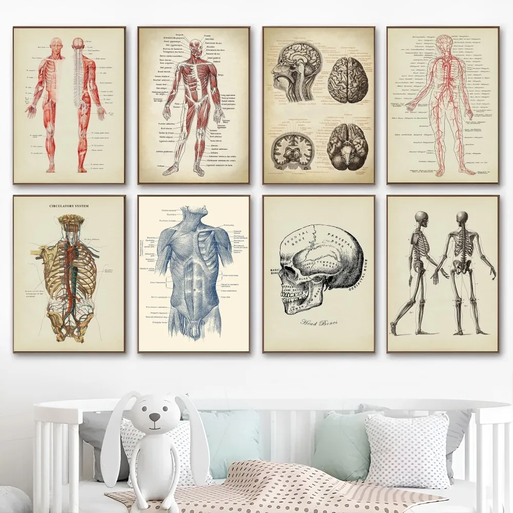 Human Anatomy Muscles System Art DIY Sticky Poster Fancy Wall Sticker for Living Room Bar Decoration Wall Decor