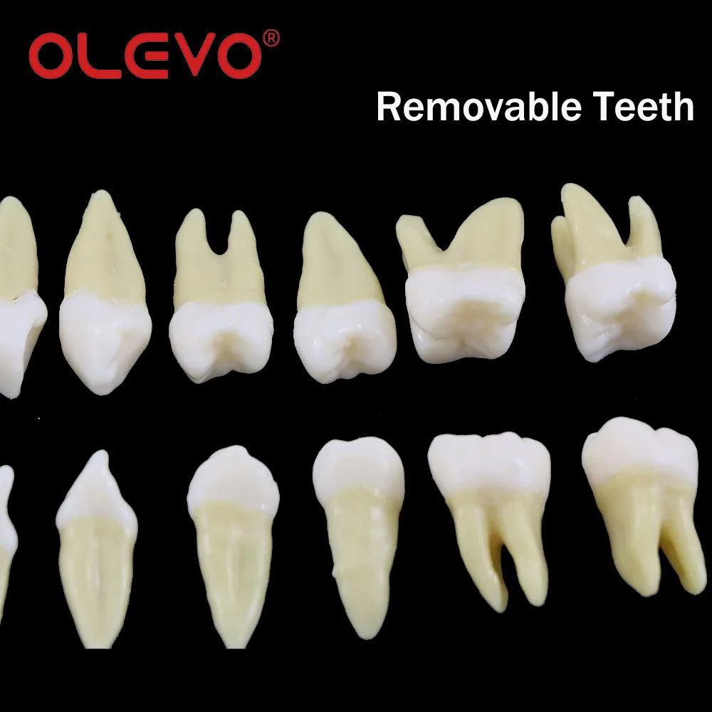 OLEVO 치과 타이포돈트 치아 모델 1:1, 영구 치아 시범 연구, 티칭 데모, 탈착식 표준 몰드 M7021 M7022 치과의사