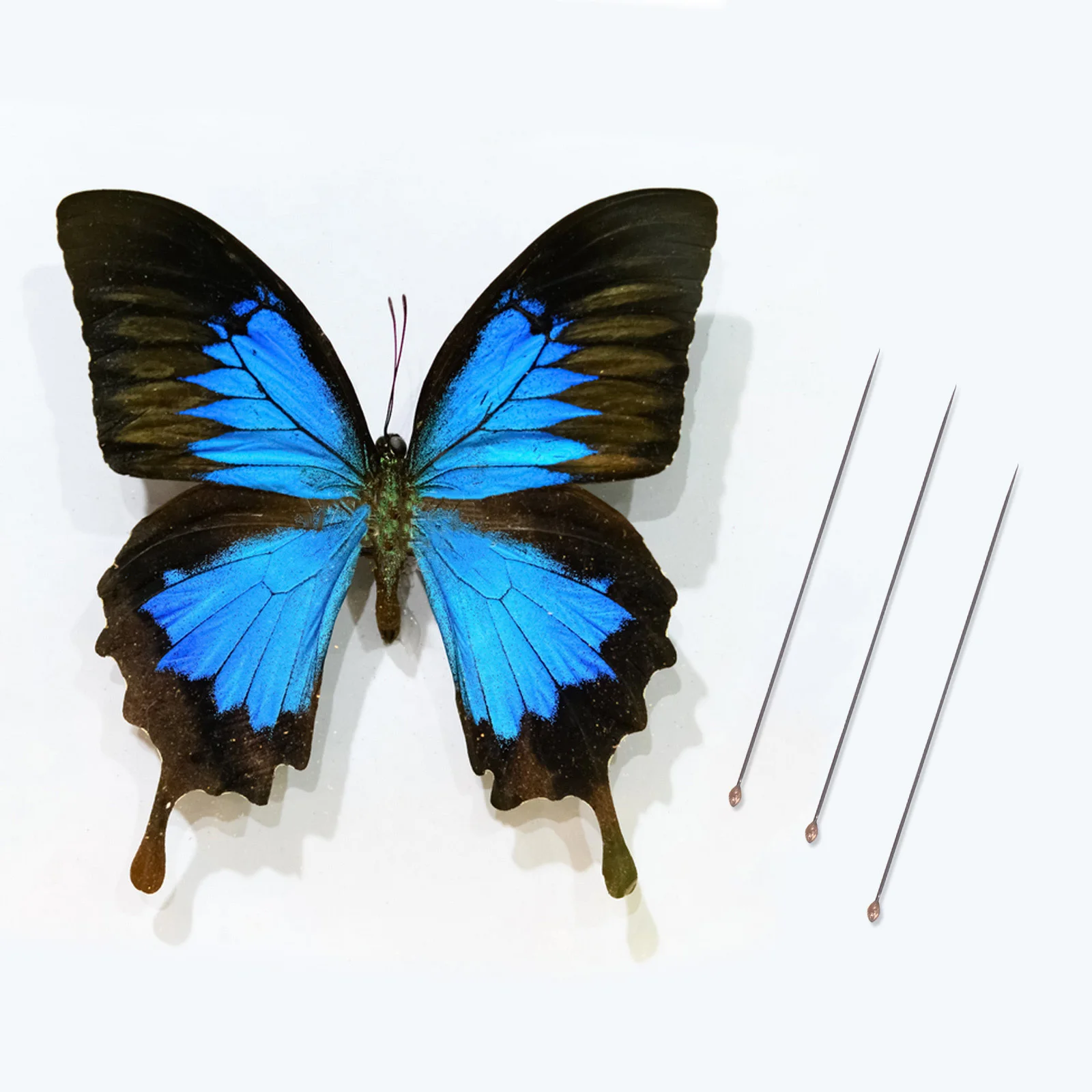 

1 Set Stainless Steel Insect Specimen Pin Butterfly Mounting Entomology Tools Display Preservation Specimen Fixing Accessory Kit