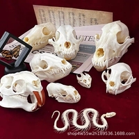 1/5/10Pcs Exquisite Collection Of Real Skull Animal Bones For Craft, Home Decor, Specimen Collectibles Study, Special Gifts DIY