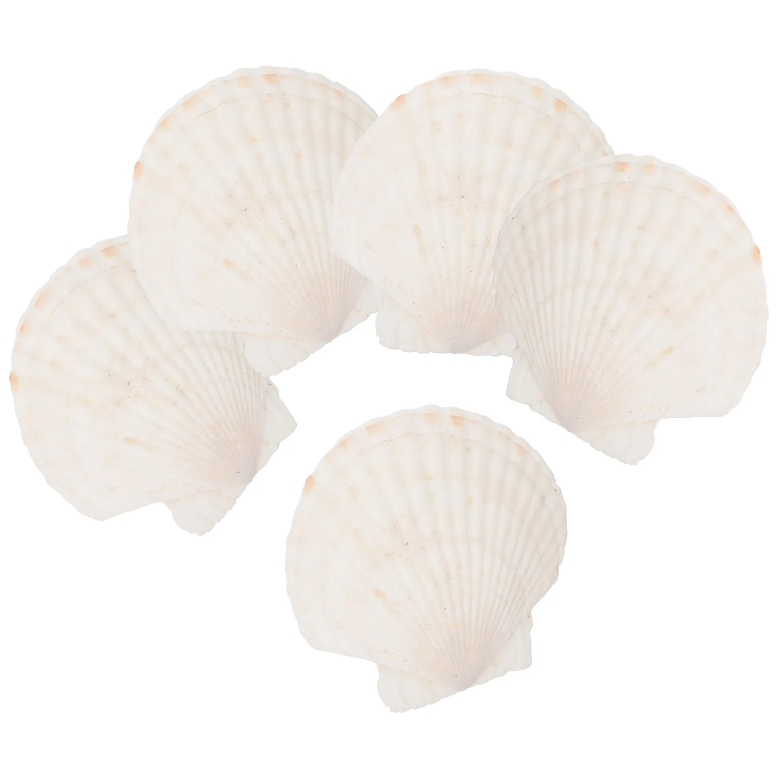 

5Pcs Shell Trinket Dish Multi-Functional Jewelry Display Tray Organized Desktop Storage for Bracelets Necklaces Earring Holder