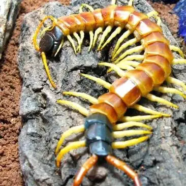 

Metal Upgrade Front & Rear Adjustable Linkage Rods for MJX 1/14 14207 14208 RC Car Spare Parts