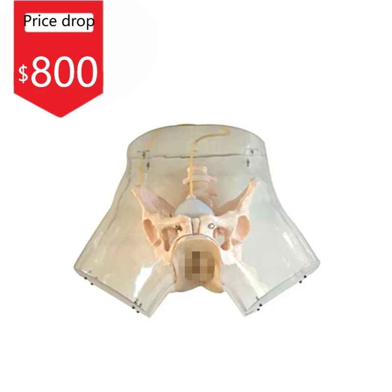 HC-S323 Medical Model Advanced Transparent Curettage Model,Teaching Model Of Induced Abortion