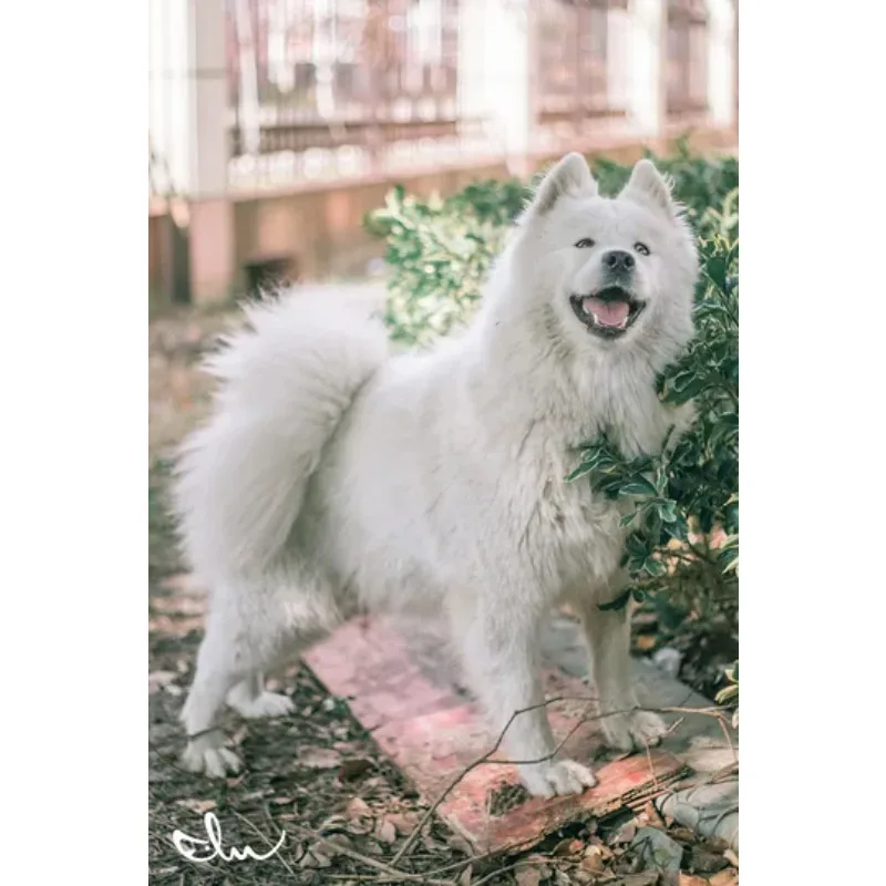 

Gemfan Hurricane 5127 5.1x2.7x3 5 Inch 3-Blade Propeller 2Pairs, PC Material FPV Freestyle Drone Props for RC DIY Parts