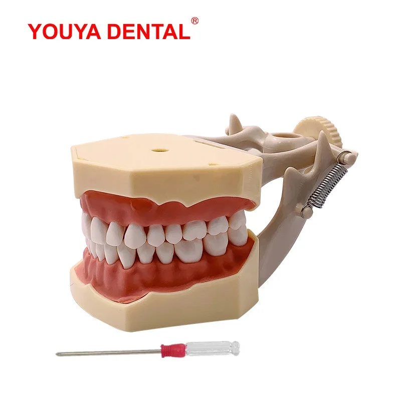 Dental Model Teeth Teaching Model Teeth Model Training Typodont Dentistry Students Practice Studying Jaw Models  Fit For Frasaco