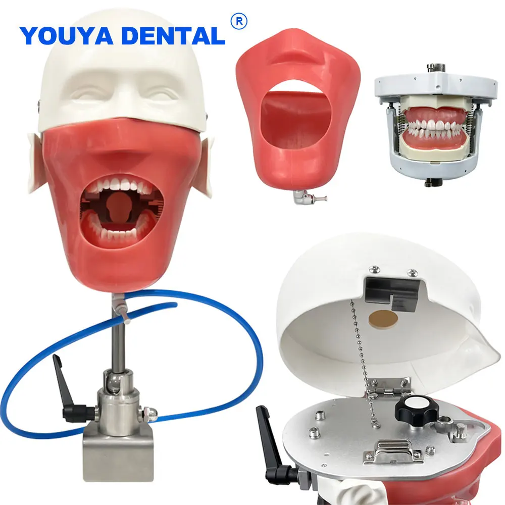 

Dental Training Phantom Head Simulation Teeth Model 360-degree Adjustment Bench Mount Teaching Clamp For Table Dentist Practice