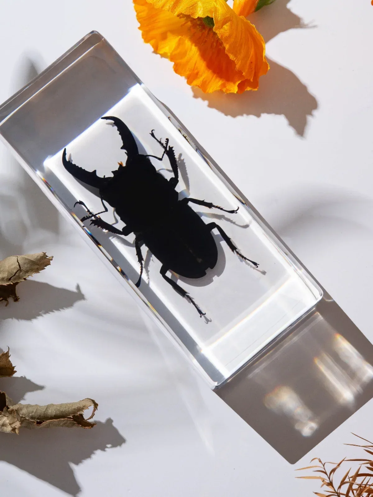 Cuboid Real Insect Specimen Resin Beetle Firefly Real Insect Bedroom Small Ornaments Gift Living Room Home Decoration Accessorie