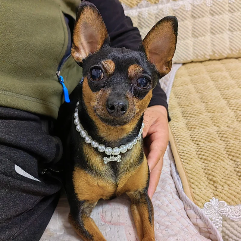 Luxus Perle Anhänger Welpen Hund Halskette Halsband für kleine Hunde Katzen Chihuahua Pomeranian Teddy Bling Strass Haustier Zubehör – Detail 9