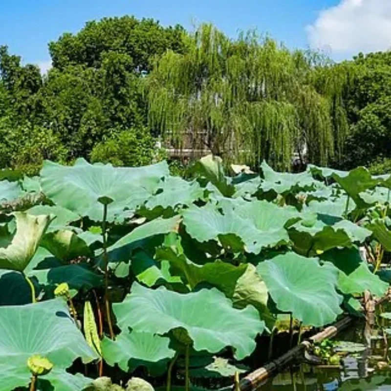 

JX Digital Servo PDI-HV5921MG 20KG Digital Waterproof Servo High Torque Metal Gear Model Aircraft RC Remote Control Cars