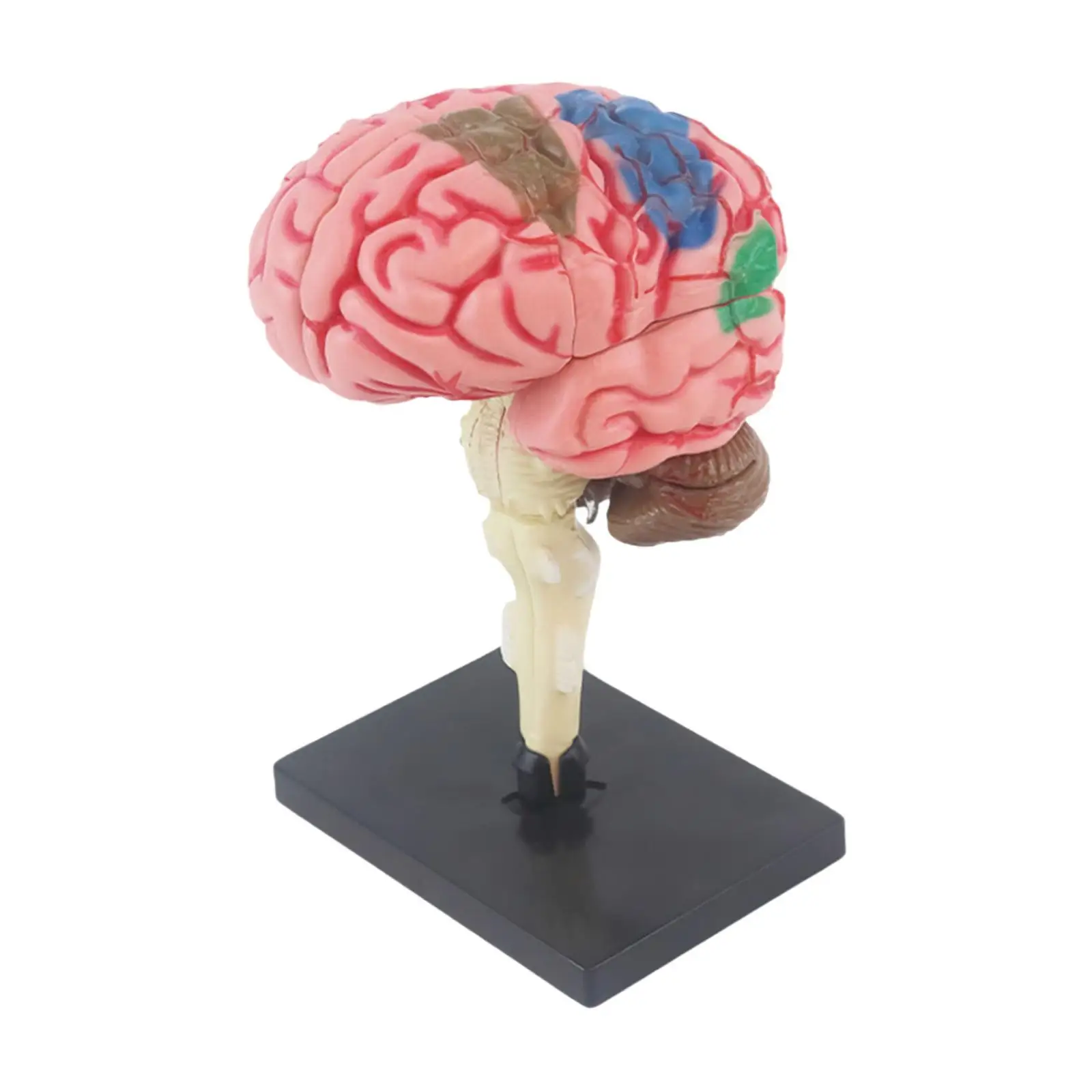 Brain Model Human Brain Science Classroom Statue with Rack for Teaching Anatomical Mind Student Study Accurate Desk Decor
