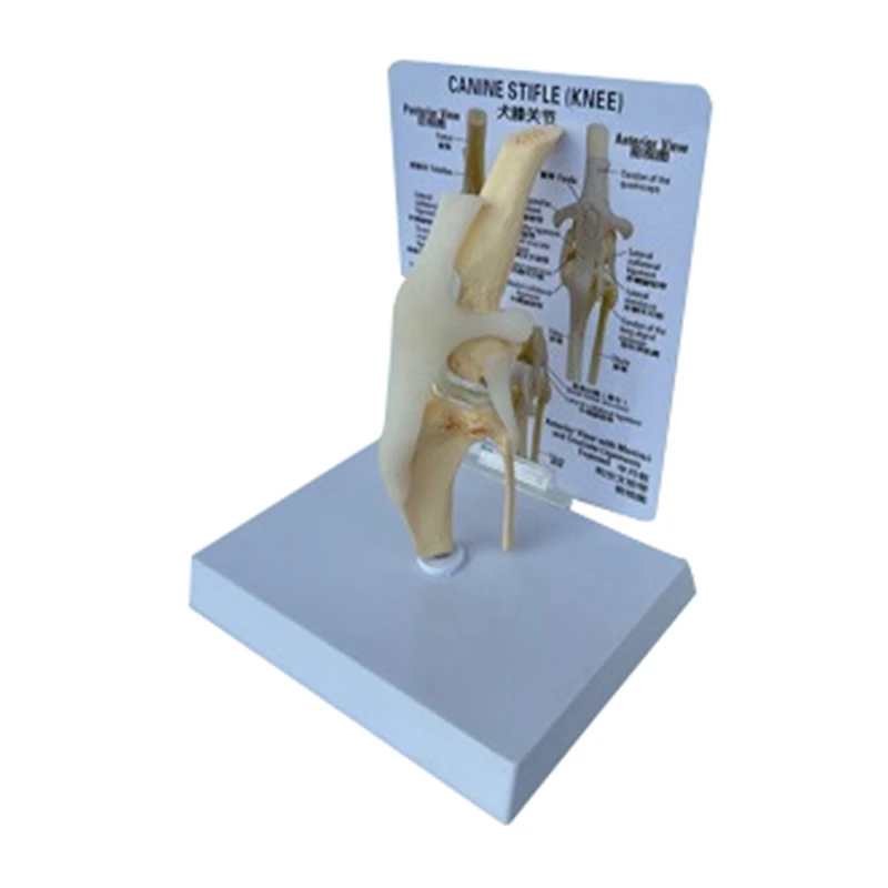 ABYC Canines Knee Model Dog Joint Anatomical Model Dog Skeleton Model Animal Skeleton Anatomy Medical Science Gift