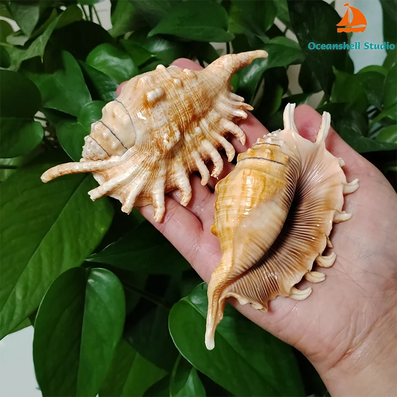 2 PCS Common Spider Conch Sea Shells Big Strombus Lambis Ocean Shell Collectors Wedding Decor Beach Theme Party, DIY Crafts