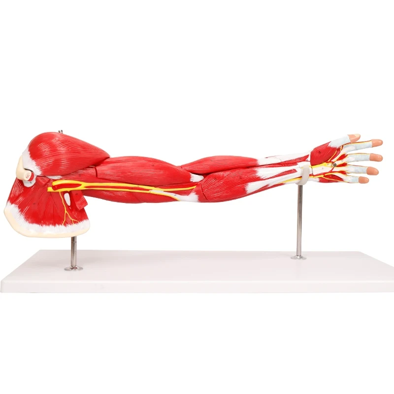 

Detachable PVC Material Medical Education Machine Upper limb muscle anatomical model BIX-A1101