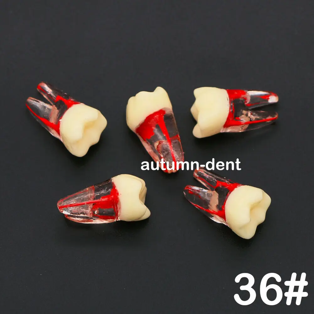 5Pcs Dental Endodontic Root Canal RCT Practice Pulp Cavity Endo Teeth Tooth 36#