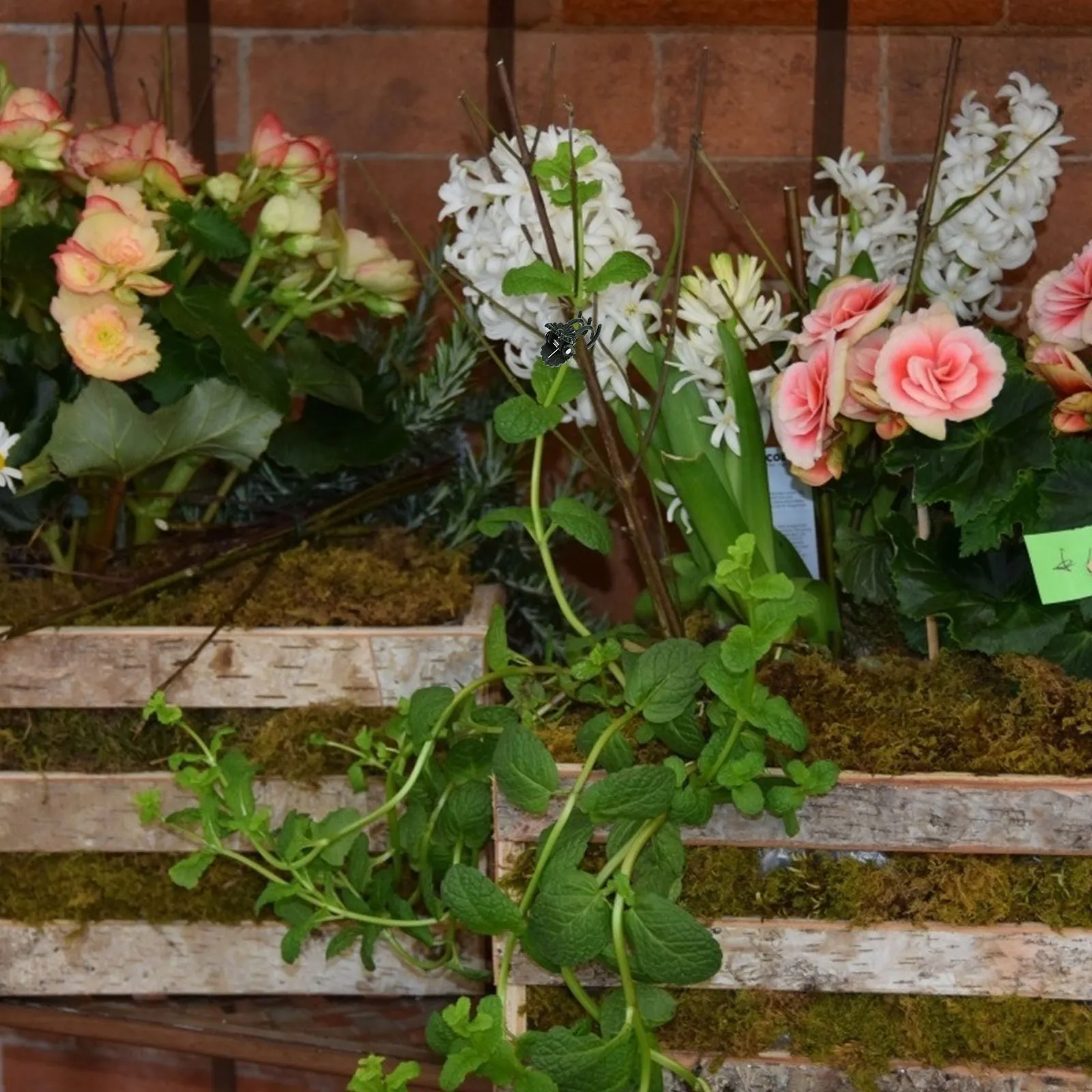 

10Pcs Garden Orchid Plastic Clips Plant Support Clips for Vine Vegetables Tomato Beans Durable Reusable Stem Protection