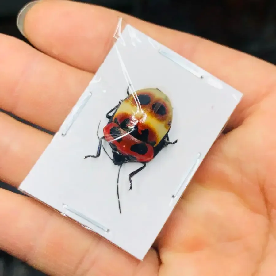 

Specimen of Human Faced Stink Bug Catacanthus Real Insect Incarnatus Handicraft Material Art Design Collection DIY Home Decor