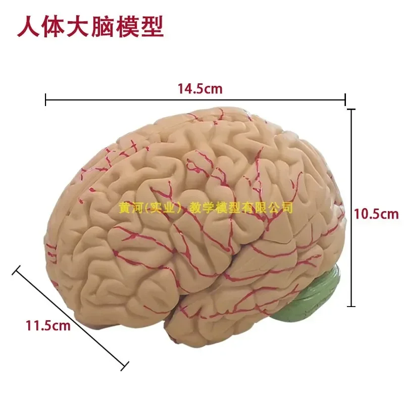 A Teaching Model Of Medical Cerebrovascular Cerebrovascular Neurology Brain Artery Vascular Skull Base Human Brain Structure