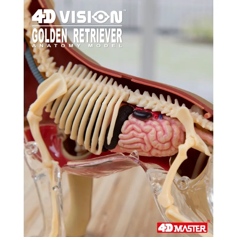 4D Vision Golden Retriever Organ Anatomy Model Sea Animal Puzzle Toys for Kids and Medical Students Veterinary Teaching Model